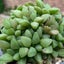 Haworthia Turgida var. Suberecta Carousel 1