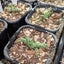 Gasteria Bicolor var. Bicolor Carousel 2