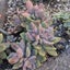 xGraptoveria Opalina Cristata Carousel 1