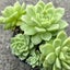 Echeveria Wheat Straw Queen Carousel 1