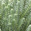 Sedum Reflexum | Blue Spruce Stonecrop Carousel 1