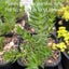 Sedum Reflexum | Blue Spruce Stonecrop Carousel 2