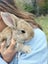 Baby Rabbits Carousel 5