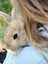 Baby Rabbits Carousel 6