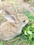 Baby Rabbits Carousel 7