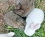 Baby Rabbits Carousel 3