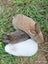 Baby Rabbits Carousel 4
