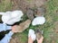 Baby Rabbits Carousel 1