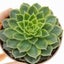 Echeveria Secuda var Byurnesii f. Variegata Carousel 1