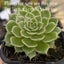Echeveria Secuda var Byurnesii f. Variegata Carousel 2