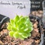 Echeveria Green Apple Carousel 1