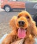 Purebred 1st Generation Spoodle Puppies Carousel 10
