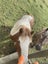Miniature horses Carousel 2