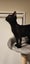 THE STREET CAT PROJECT - SAGE - AVAILABLE FOR ADOPTION Carousel 4