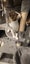 THE STREET CAT PROJECT - ROCCO & MOCCO - AVAILABLE FOR PREADOPTION Carousel 1