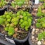 Monanthes Polyphylla Carousel 2