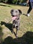 Pound Paws Rescue - Daisy, Timaru Carousel 2