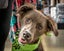 Pound Paws Rescue - Daisy, Timaru Carousel 3