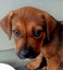 Puppy Available 12 weeks old Carousel 1