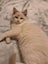 Purebred Blue Point Ragdoll kittens Carousel 6