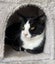 Kittens, teens & cats - Furrytails Kitten Rescue in Levin Carousel 2
