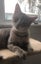 Kittens, teens & cats - Furrytails Kitten Rescue in Levin Carousel 3