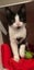 Kittens, teens & cats - Furrytails Kitten Rescue in Levin Carousel 5