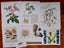 Bulk Beautiful Botanical Book Pages & Craft Paper Pack. Great for Junk Journals Carousel 5