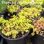 Sedum Makino Ogon | Golden Japanese Stonecrop Carousel 2