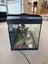 Fish Tank Carousel 7
