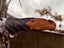 $1R NEW 2025 NORTH AMERICAN TARUCA Carbon Hunting knife by Sika Knives RRP$199 Carousel 4