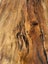 Stunning Sanded Swamp Kauri Slab Carousel 8