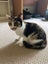 DAHLIA - AVAILABLE FOR ADOPTION - PET WHISPERER RESCUE Carousel 5