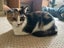 DAHLIA - AVAILABLE FOR ADOPTION - PET WHISPERER RESCUE Carousel 4