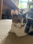 DAHLIA - AVAILABLE FOR ADOPTION - PET WHISPERER RESCUE Carousel 12