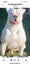 American Bulldog Puppies Carousel 1