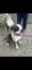 American Bulldog Puppies Carousel 3