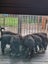 Adorable Purebred Border Collie Puppies Carousel 6