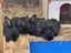 Flemish Giant kits Carousel 4