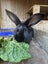 Flemish Giant kits Carousel 8