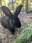 Flemish Giant kits Carousel 12