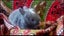 Miniature Netherlands Bunnies Carousel 8