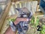 Purebred Mini lop kits Carousel 7