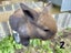 Purebred Mini lop kits Carousel 8