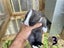Purebred Mini lop kits Carousel 9