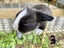 Purebred Mini lop kits Carousel 10