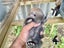 Purebred Mini lop kits Carousel 11