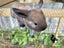 Purebred Mini lop kits Carousel 12