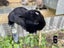 Purebred Mini lop kits Carousel 14