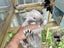 Purebred Mini lop kits Carousel 15